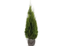Hortiflora Lebensbaum Thuja Occidentalis Smaragd Heckenpflanze 140-160Cm