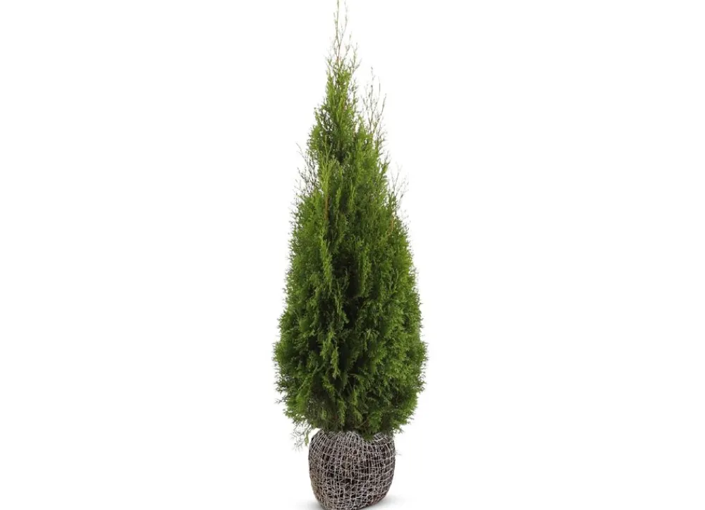 Hortiflora Lebensbaum Thuja Occidentalis Smaragd Heckenpflanze 140-160Cm