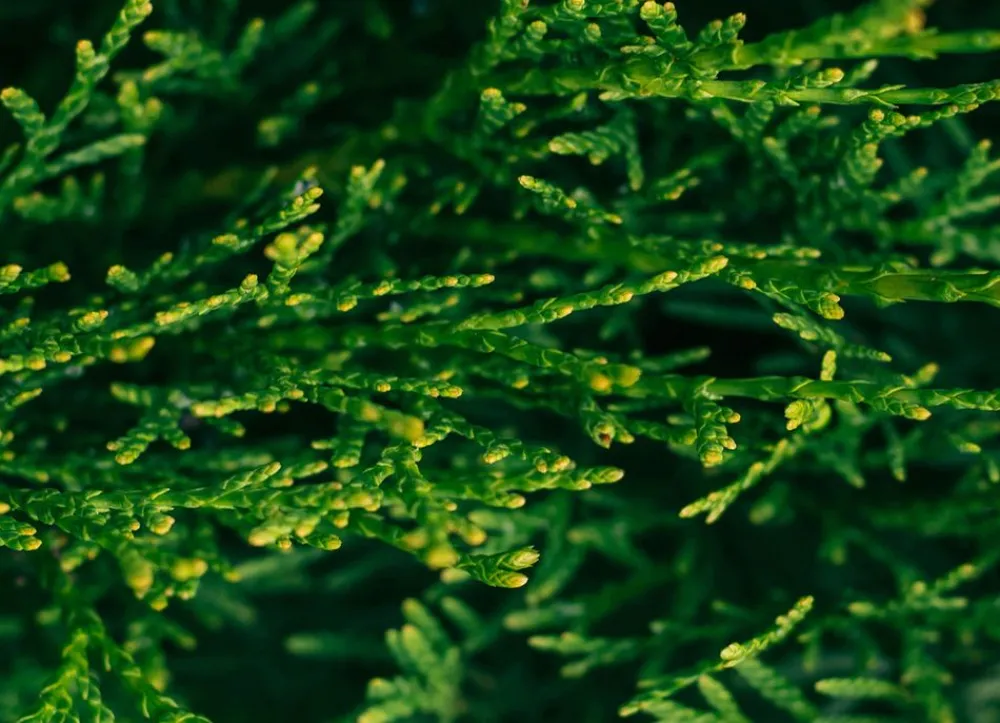 Hortiflora Lebensbaum Thuja Occidentalis Smaragd Heckenpflanze 140-160Cm