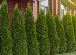 Hortiflora Lebensbaum Thuja Occidentalis Smaragd Heckenpflanze 140-160Cm