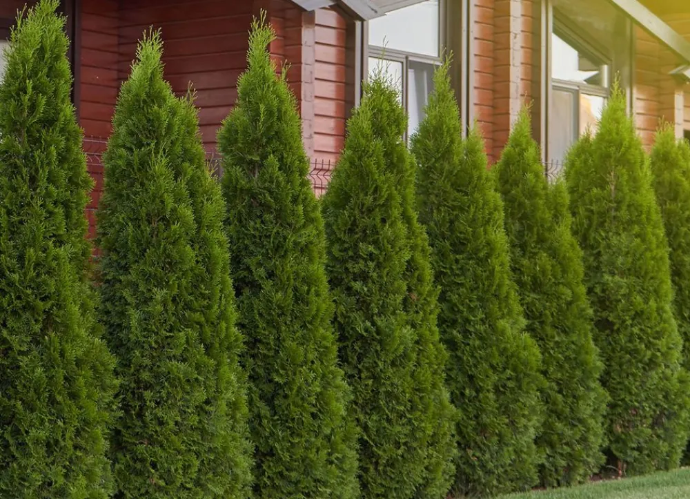 Hortiflora Lebensbaum Thuja Occidentalis Smaragd Heckenpflanze 140-160Cm