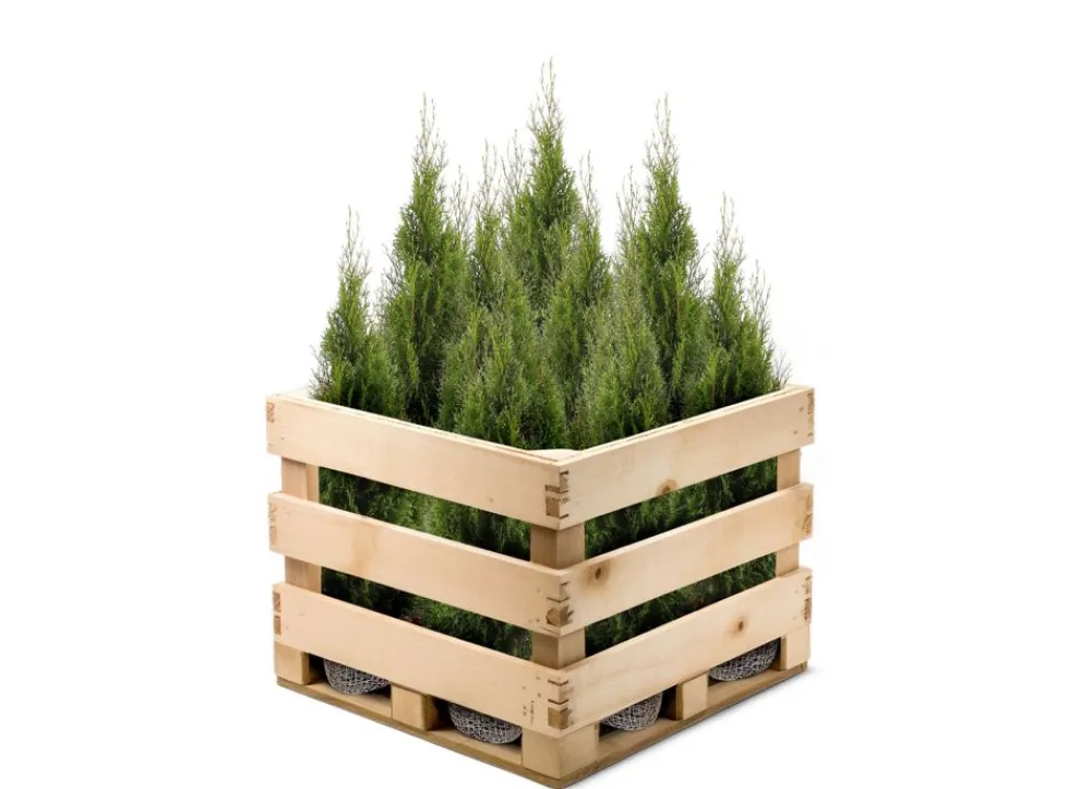 Hortiflora Lebensbaum Thuja Occidentalis Smaragd Heckenpflanze 140-160Cm