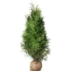 Hortiflora Lebensbaum Thuja Occidentalis Brabant Heckenpflanze 140-160Cm Outlet