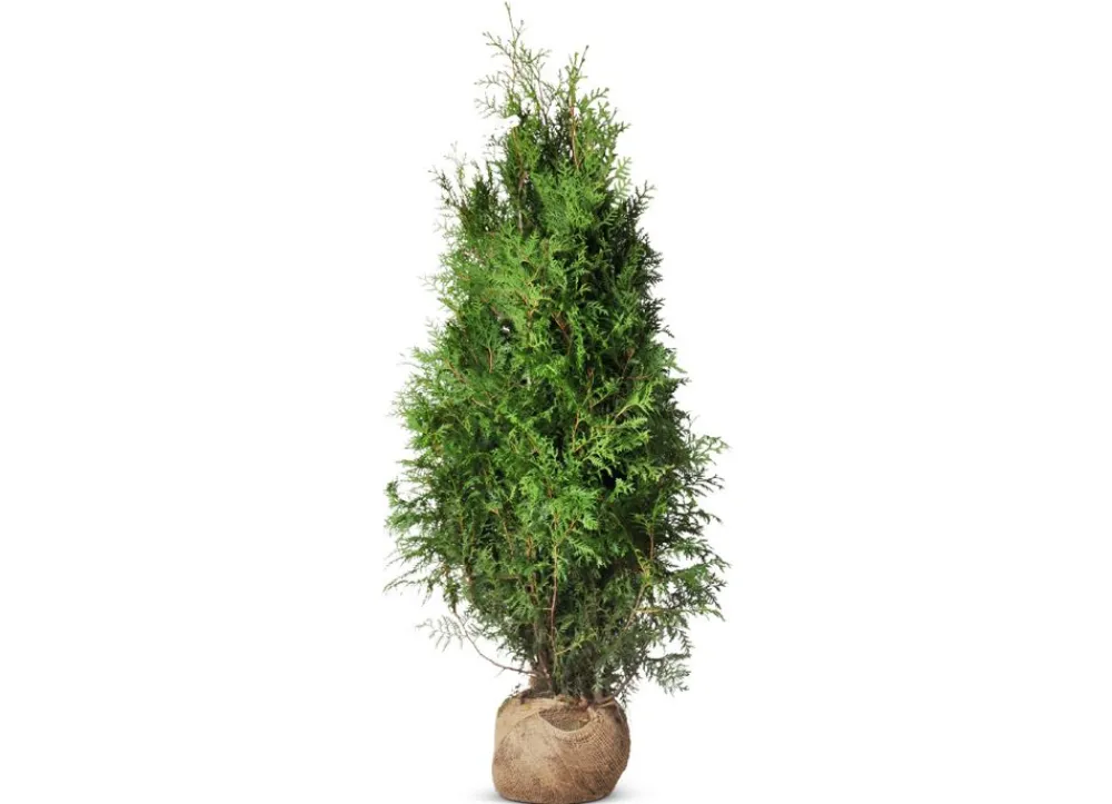 Hortiflora Lebensbaum Thuja Occidentalis Brabant Heckenpflanze 140-160Cm Outlet