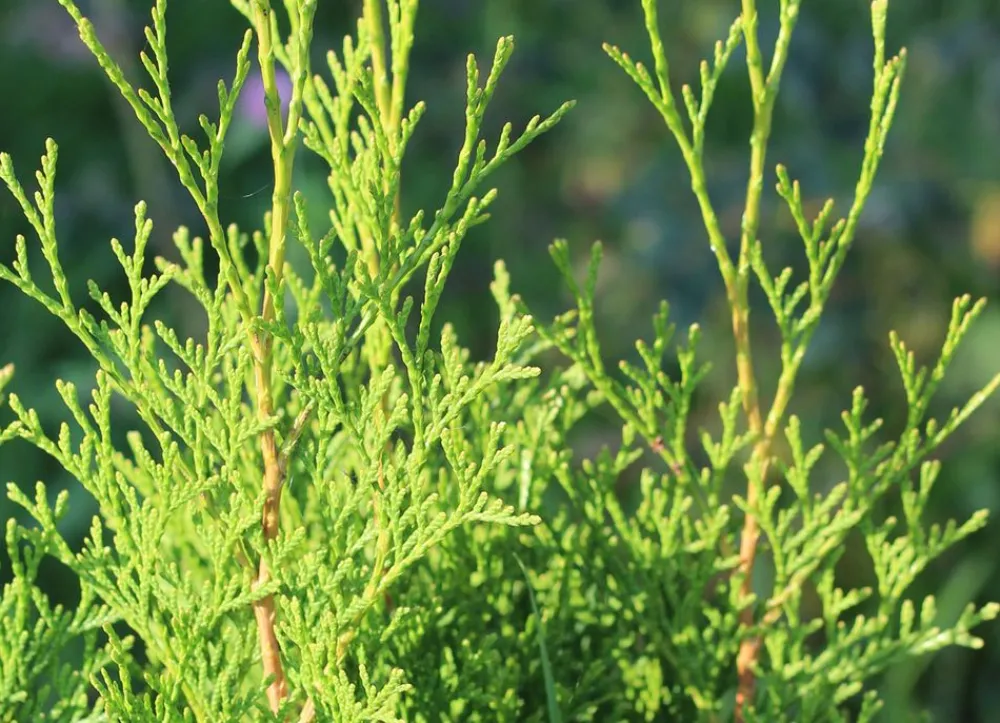 Hortiflora Lebensbaum Thuja Occidentalis Brabant Heckenpflanze 140-160Cm Outlet