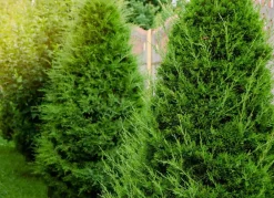 Hortiflora Lebensbaum Thuja Occidentalis Brabant Heckenpflanze 140-160Cm Outlet