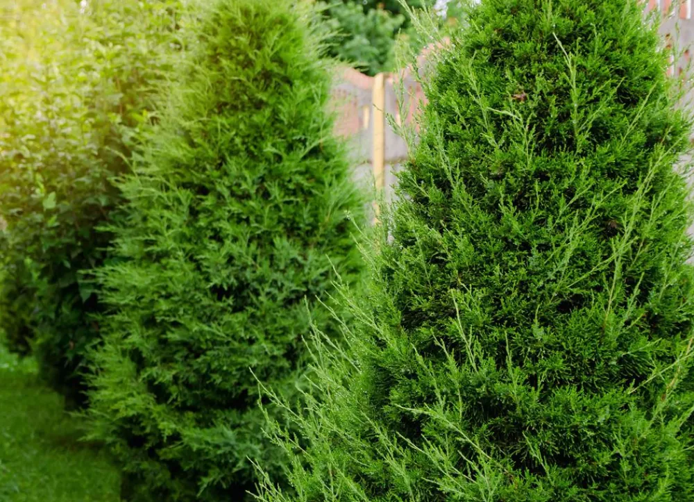 Hortiflora Lebensbaum Thuja Occidentalis Brabant Heckenpflanze 140-160Cm Outlet
