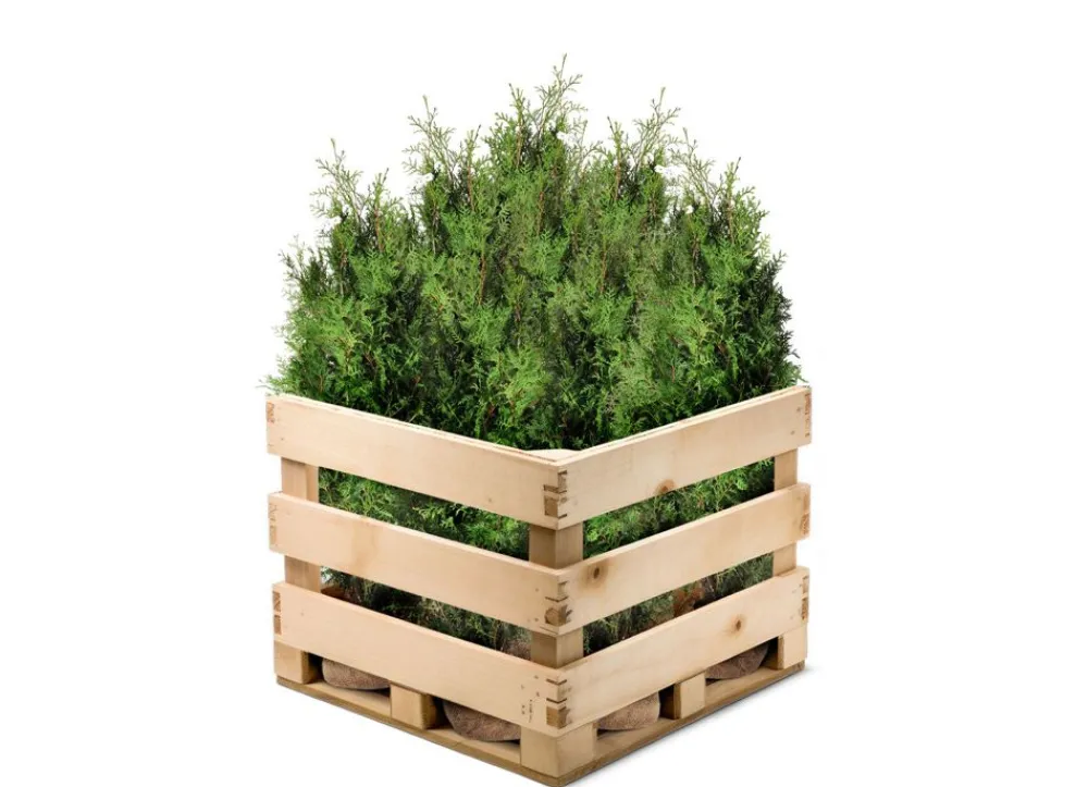 Hortiflora Lebensbaum Thuja Occidentalis Brabant Heckenpflanze 140-160Cm Outlet