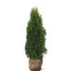 Hortiflora Lebensbaum Thuja Occidentalis Smaragd Heckenpflanze 120-140Cm Discount