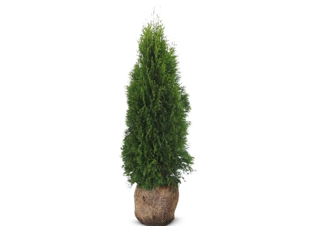 Hortiflora Lebensbaum Thuja Occidentalis Smaragd Heckenpflanze 120-140Cm Discount