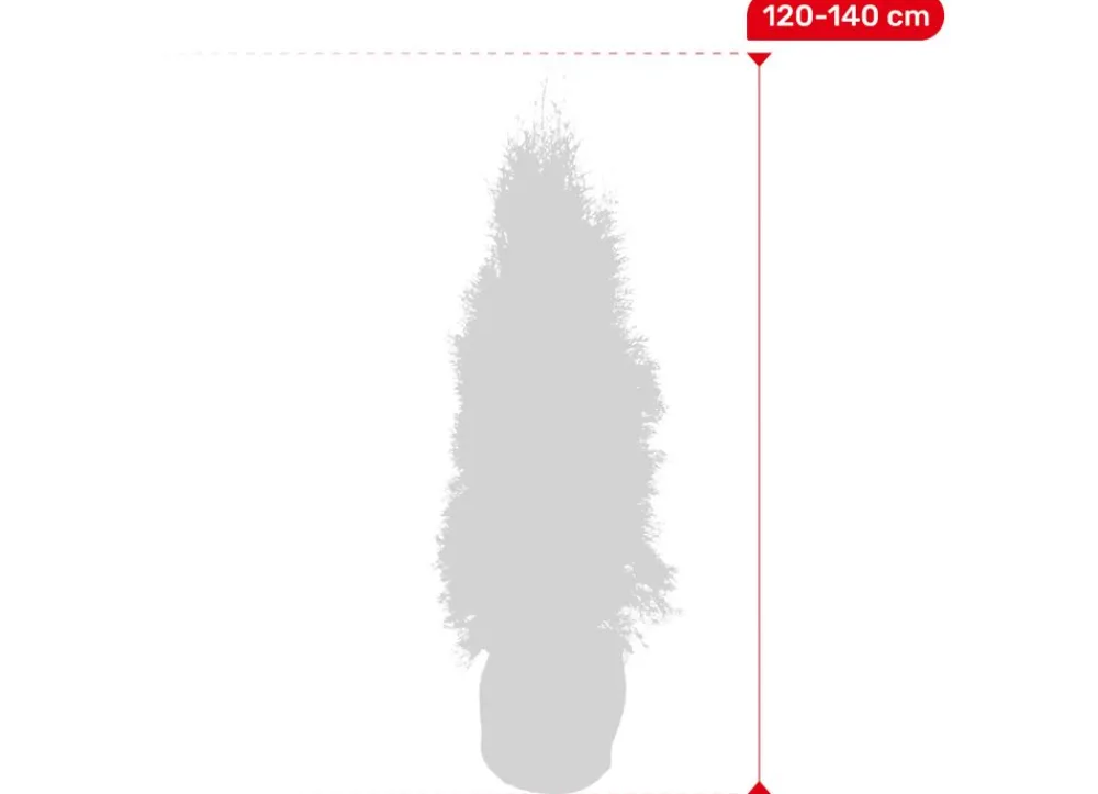 Hortiflora Lebensbaum Thuja Occidentalis Smaragd Heckenpflanze 120-140Cm Discount