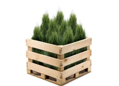 Hortiflora Lebensbaum Thuja Occidentalis Smaragd Heckenpflanze 120-140Cm Discount