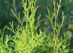 Hortiflora Lebensbaum Thuja Occidentalis Brabant Heckenpflanze 120-140Cm Clearance
