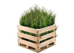 Hortiflora Lebensbaum Thuja Occidentalis Brabant Heckenpflanze 120-140Cm Clearance