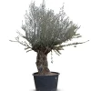 Hortiflora Olivenbaum Olea Europea Bonsai 200-240Cm Sale