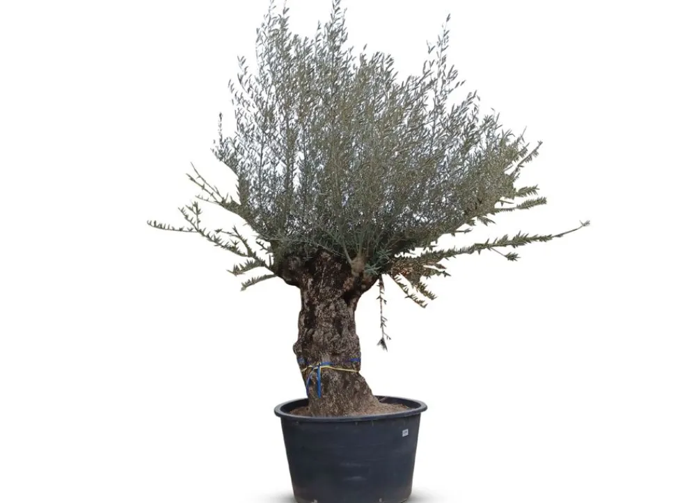 Hortiflora Olivenbaum Olea Europea Bonsai 200-240Cm Sale