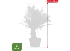 Hortiflora Olivenbaum Olea Europea Bonsai 200-240Cm Sale
