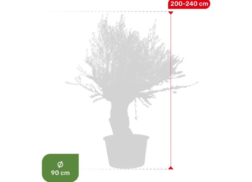 Hortiflora Olivenbaum Olea Europea Bonsai 200-240Cm Sale