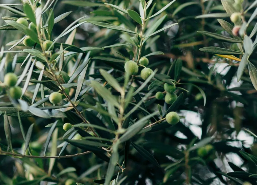 Hortiflora Olivenbaum Olea Europea Bonsai 200-240Cm Sale