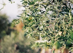 Hortiflora Olivenbaum Olea Europea Bonsai 200-240Cm Sale