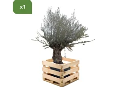 Hortiflora Olivenbaum Olea Europea Bonsai 200-240Cm Sale