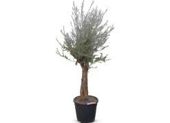Hortiflora Olivenbaum Olea Europea Old Skin 200-240Cm Outlet