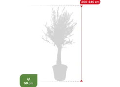 Hortiflora Olivenbaum Olea Europea Old Skin 200-240Cm Outlet