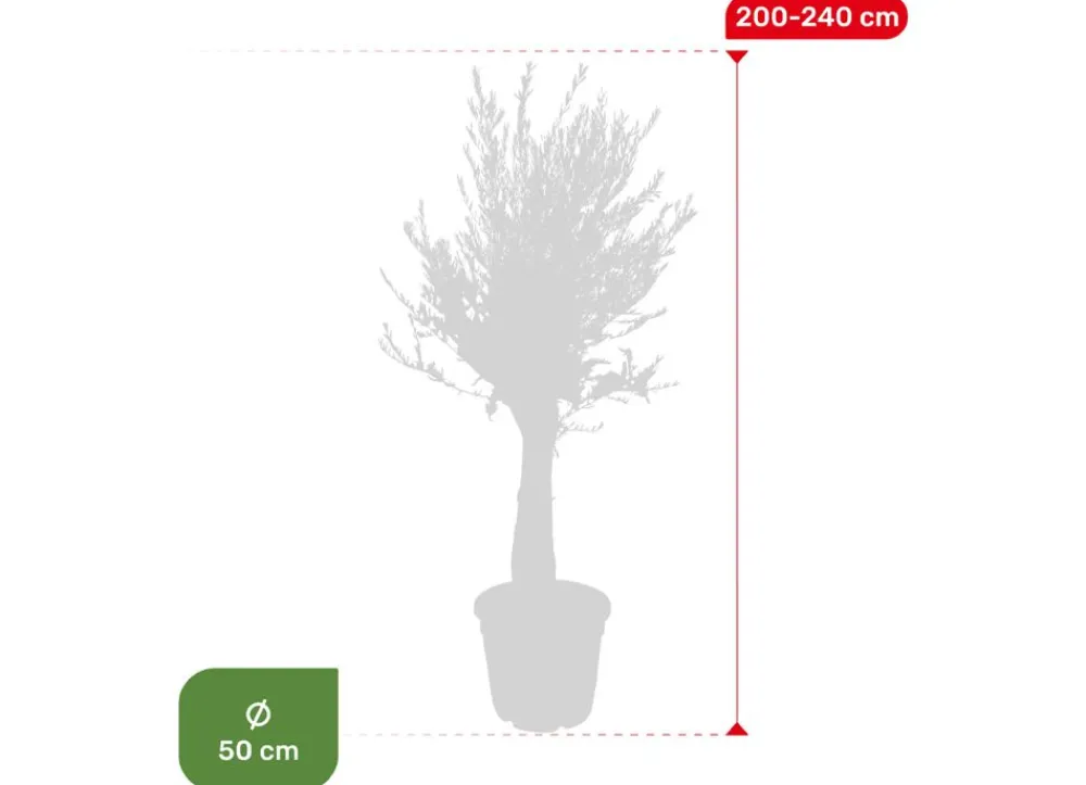 Hortiflora Olivenbaum Olea Europea Old Skin 200-240Cm Outlet