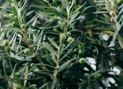 Hortiflora Olivenbaum Olea Europea Old Skin 200-240Cm Outlet