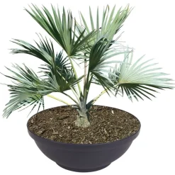 Pseudohersteller Pflanzschale Misa 65X24Cm Anthrazit Outlet