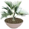 Pseudohersteller Pflanzschale Misa 65X24Cm Taupe Online