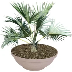 Pseudohersteller Pflanzschale Misa 65X24Cm Taupe Online