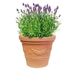Pseudohersteller Pflanztopf Siena 30X24Cm Terrakotta Online
