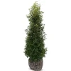 Hortiflora Portugiesische Lorbeerkirsche Prunus Lusitanica Angustifolia Heckenpflanze 200-225Cm Best