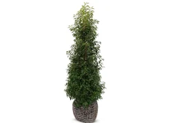 Hortiflora Portugiesische Lorbeerkirsche Prunus Lusitanica Angustifolia Heckenpflanze 200-225Cm Best