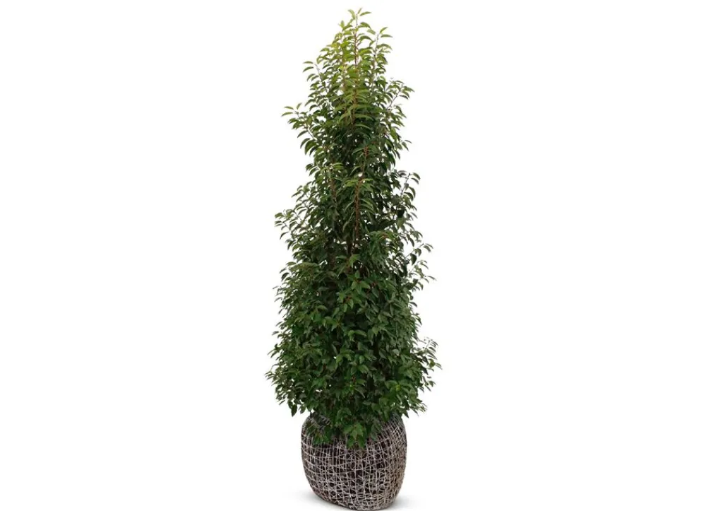 Hortiflora Portugiesische Lorbeerkirsche Prunus Lusitanica Angustifolia Heckenpflanze 200-225Cm Best