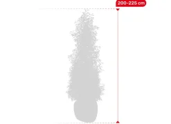 Hortiflora Portugiesische Lorbeerkirsche Prunus Lusitanica Angustifolia Heckenpflanze 200-225Cm Best