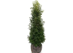 Hortiflora Portugiesische Lorbeerkirsche Prunus Lusitanica Angustifolia Heckenpflanze 175-200Cm Best