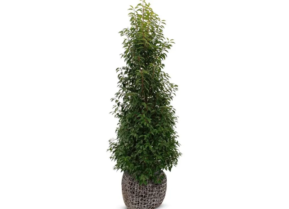 Hortiflora Portugiesische Lorbeerkirsche Prunus Lusitanica Angustifolia Heckenpflanze 175-200Cm Best