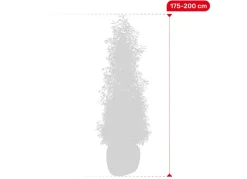 Hortiflora Portugiesische Lorbeerkirsche Prunus Lusitanica Angustifolia Heckenpflanze 175-200Cm Best