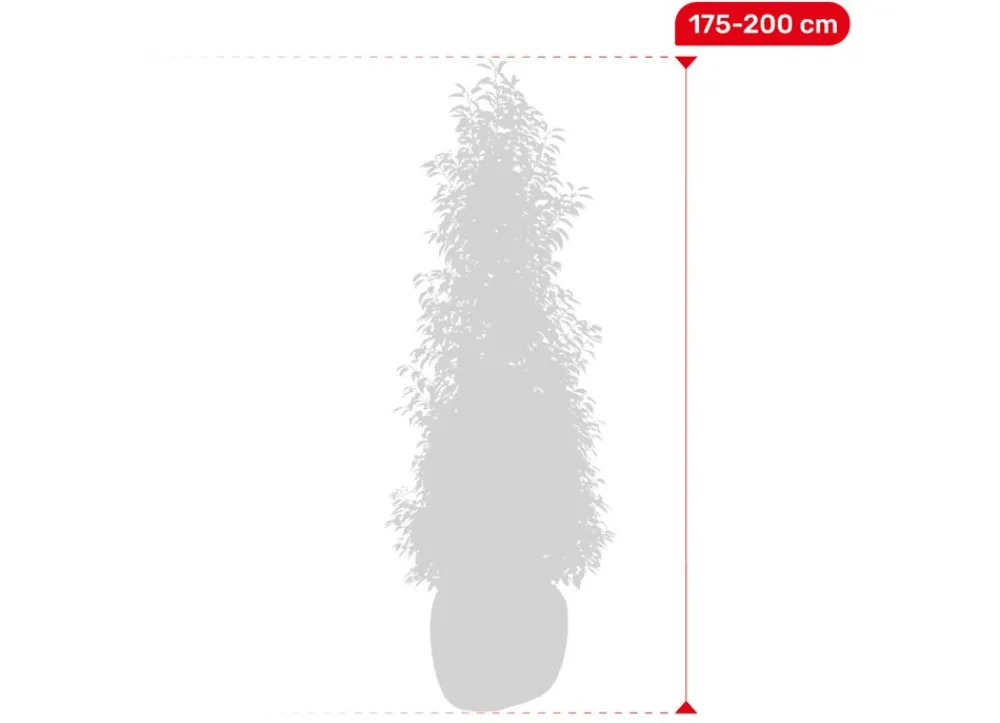 Hortiflora Portugiesische Lorbeerkirsche Prunus Lusitanica Angustifolia Heckenpflanze 175-200Cm Best
