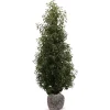 Hortiflora Portugiesische Lorbeerkirsche Prunus Lusitanica Angustifolia Heckenpflanze 150-175Cm Best
