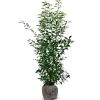 Hortiflora Portugiesische Lorbeerkirsche Prunus Lusitanica Angustifolia Heckenpflanze 125-150Cm New
