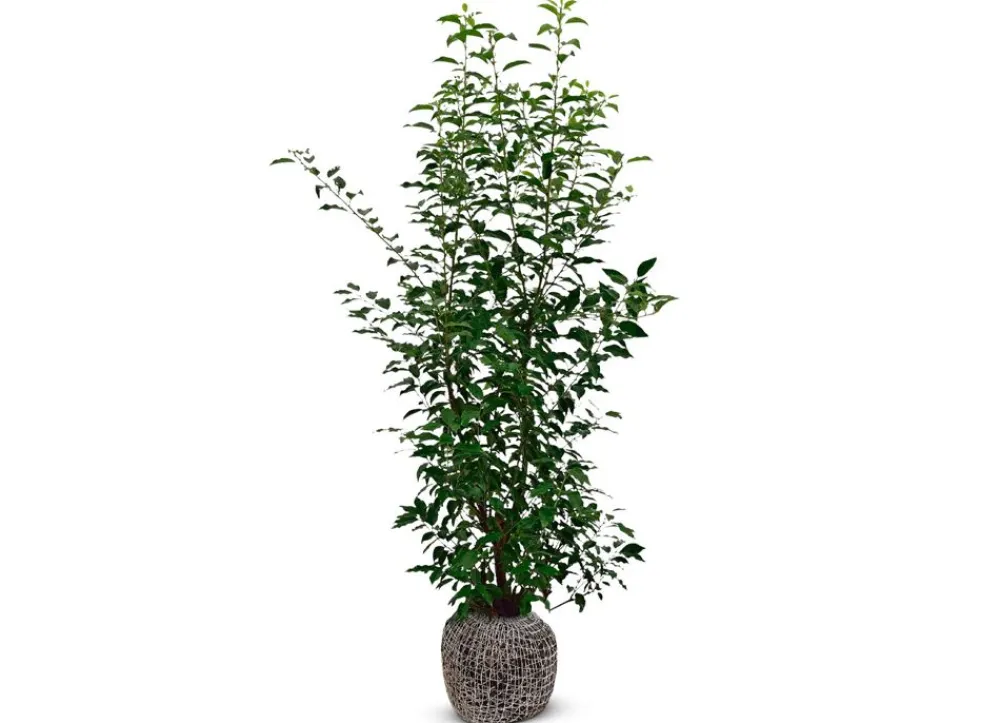 Hortiflora Portugiesische Lorbeerkirsche Prunus Lusitanica Angustifolia Heckenpflanze 125-150Cm New