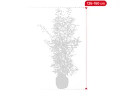 Hortiflora Portugiesische Lorbeerkirsche Prunus Lusitanica Angustifolia Heckenpflanze 125-150Cm New