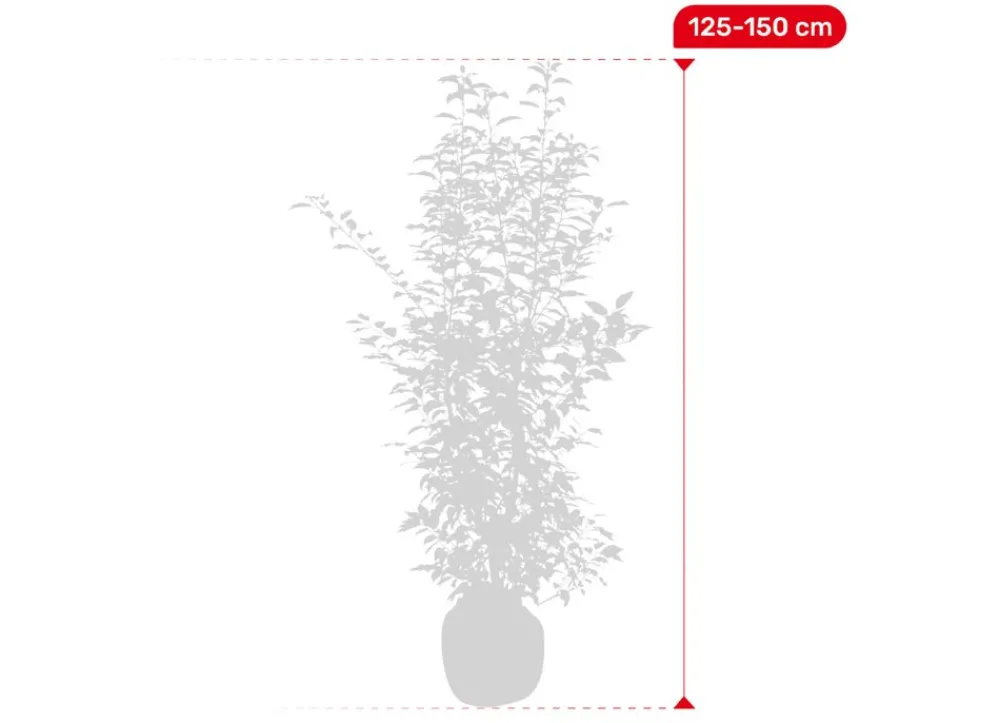 Hortiflora Portugiesische Lorbeerkirsche Prunus Lusitanica Angustifolia Heckenpflanze 125-150Cm New