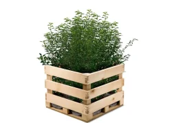 Hortiflora Portugiesische Lorbeerkirsche Prunus Lusitanica Angustifolia Heckenpflanze 125-150Cm New