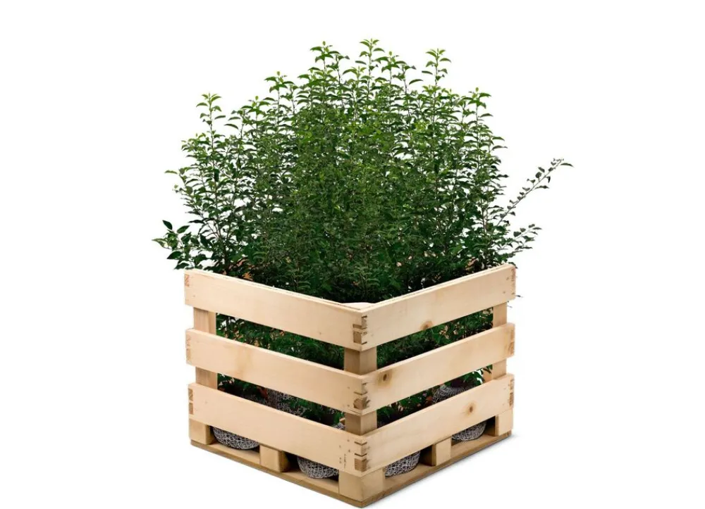 Hortiflora Portugiesische Lorbeerkirsche Prunus Lusitanica Angustifolia Heckenpflanze 125-150Cm New
