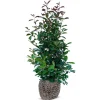 Hortiflora Rote Glanzmispel Photinia Fraseri Red Robin Heckenpflanze 175-200Cm Discount