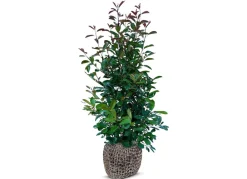 Hortiflora Rote Glanzmispel Photinia Fraseri Red Robin Heckenpflanze 175-200Cm Discount